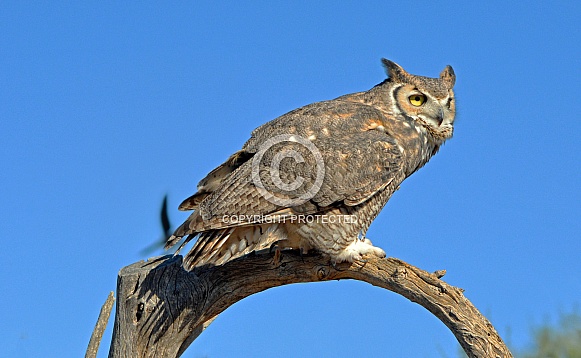 Great Horned Owl Great Horned Owl