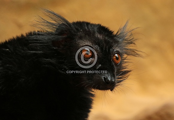 Black Lemur Black Lemur