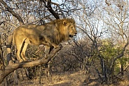 African Lion in a Tree (Male)