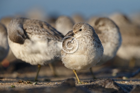 The red knot (Calidris canutus)