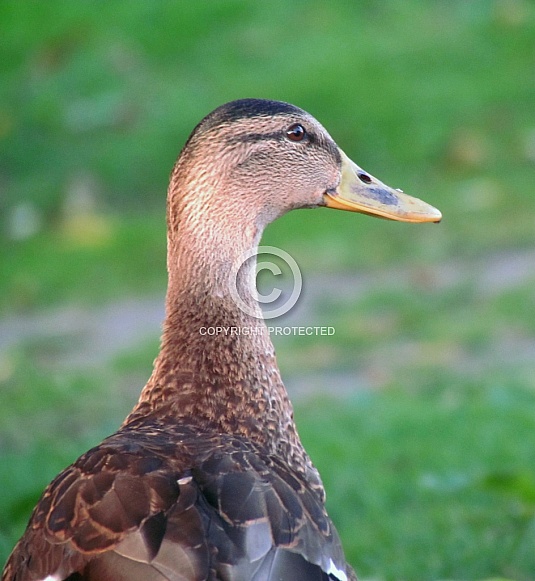 Mallard Duck Mallard Duck