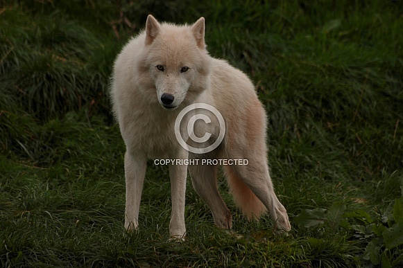 Arctic Wolf Standing