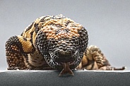 Gila Monster