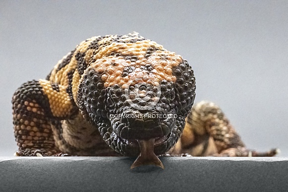 Gila Monster