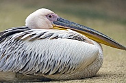 Pelican resting on the sand