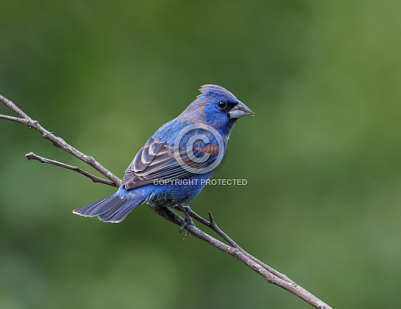 Blue Grosbeak