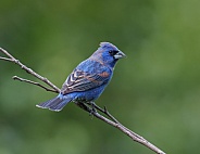 Blue Grosbeak