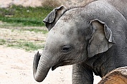 Young Asian Elephant