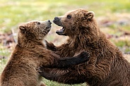 Grizzly Bear