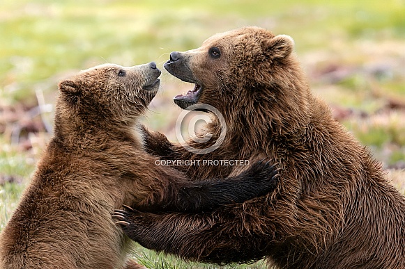 Grizzly Bear Grizzly Bear