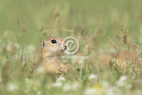 Ground Squirrel (Spermophilus) Ground Squirrel (Spermophilus)
