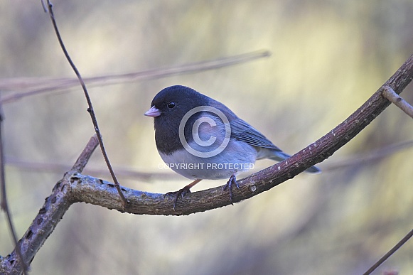 Dark-eyed Junco Dark-eyed Junco