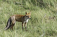 Red Fox