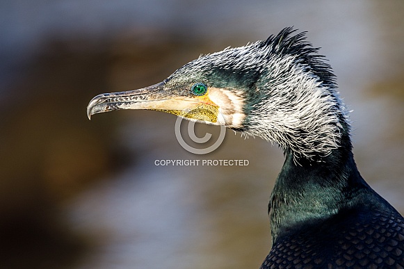 Great cormorant (Phalacrocorax carbo) Great cormorant (Phalacrocorax carbo)