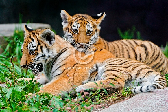 Amur Tiger Cubs Amur Tiger Cubs