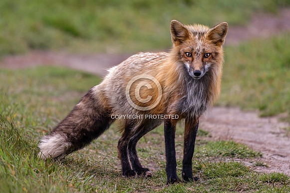 Red Fox Red Fox