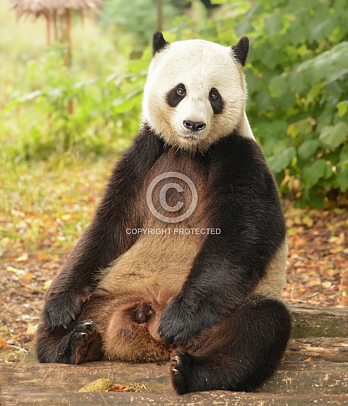 Giant Panda