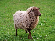 Skudde sheep