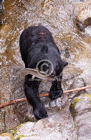 Black Bear (wild) Black Bear (wild)