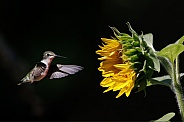 Hummingbird and sunflower