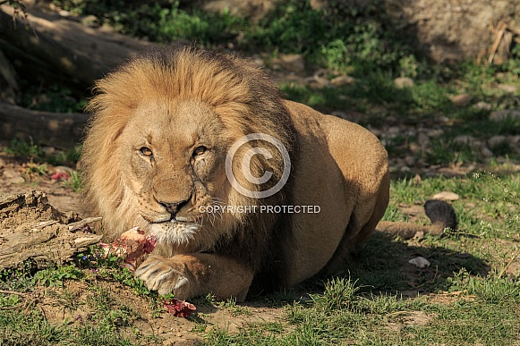 African Lion