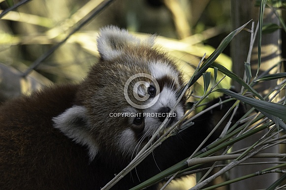 Red Panda close up