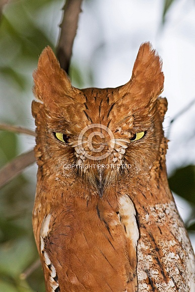 Oriental Scope Owl rufous morph from Gandhinagar, Gujarat, India Oriental Scope Owl rufous morph from Gandhinagar, Gujarat, India