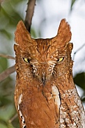 Oriental Scope Owl rufous morph from Gandhinagar, Gujarat, India