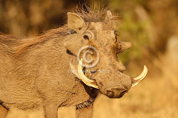 Warthog