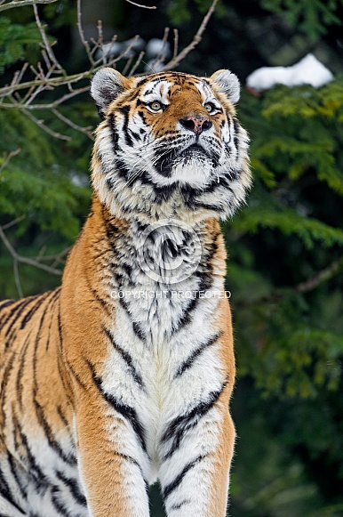 Amur Tiger Amur Tiger