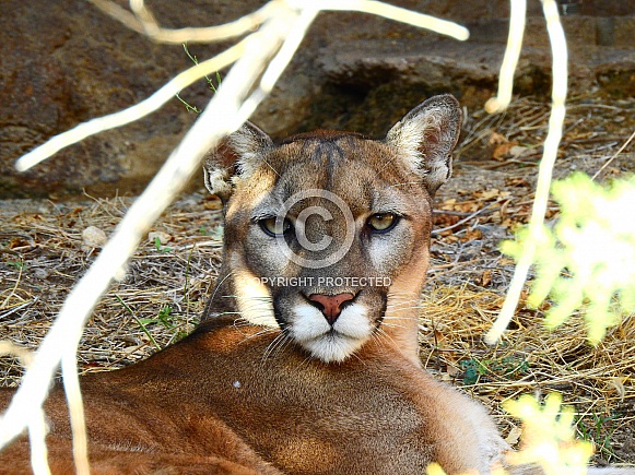Cougar