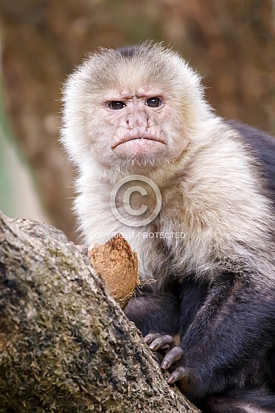 Colombian white-faced capuchin (Cebus capucinus)