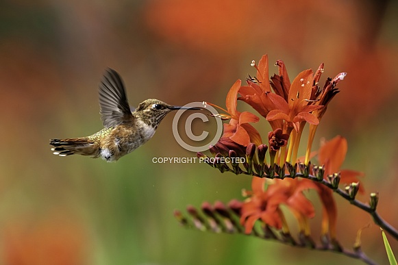 Hummingbird—Shades of Red and Rufous