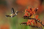 Hummingbird—Shades of Red and Rufous