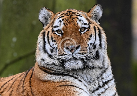Siberian Tiger