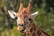 Giraffe Close Up Head Shot