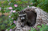 Baby Raccoon peeking from a Burrell