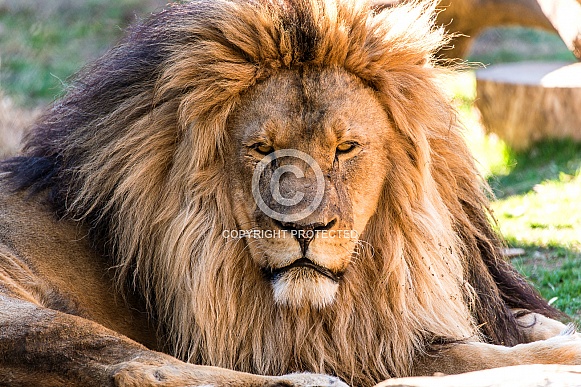African Lion