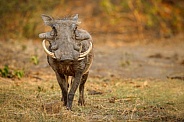 Great african warthog