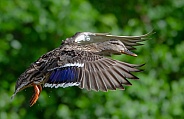 Female Mallard in Flight