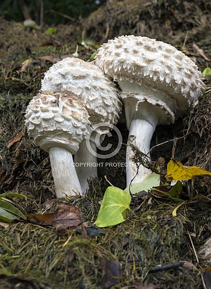 Toadstools growing on a compost heap