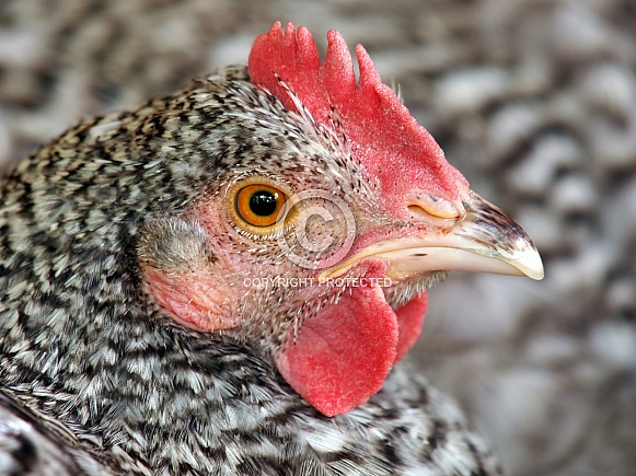 North Holland Blue Chicken North Holland Blue Chicken