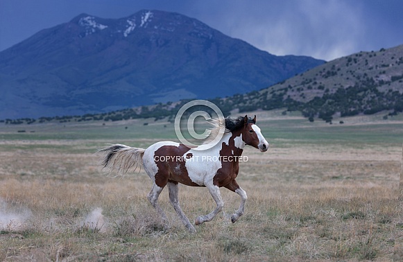 Wild Horses