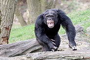 Chimpanzee (Pan troglodytes)