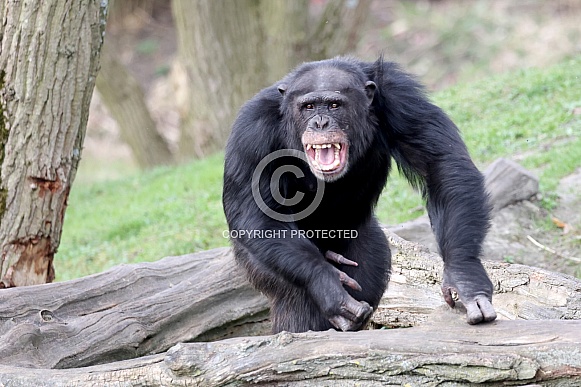 Chimpanzee (Pan troglodytes)