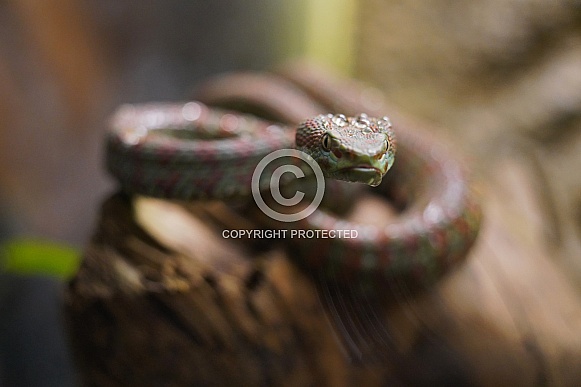 Pit Viper
