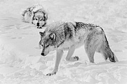 Wolf