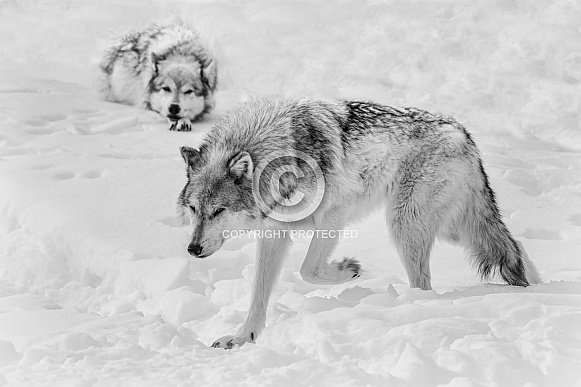 Wolf Wolf