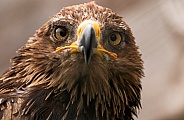 Golden Eagle Head Shot