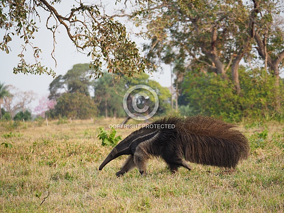 Giant Anteater Giant Anteater